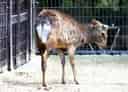 キュウシュウジカの写真 11